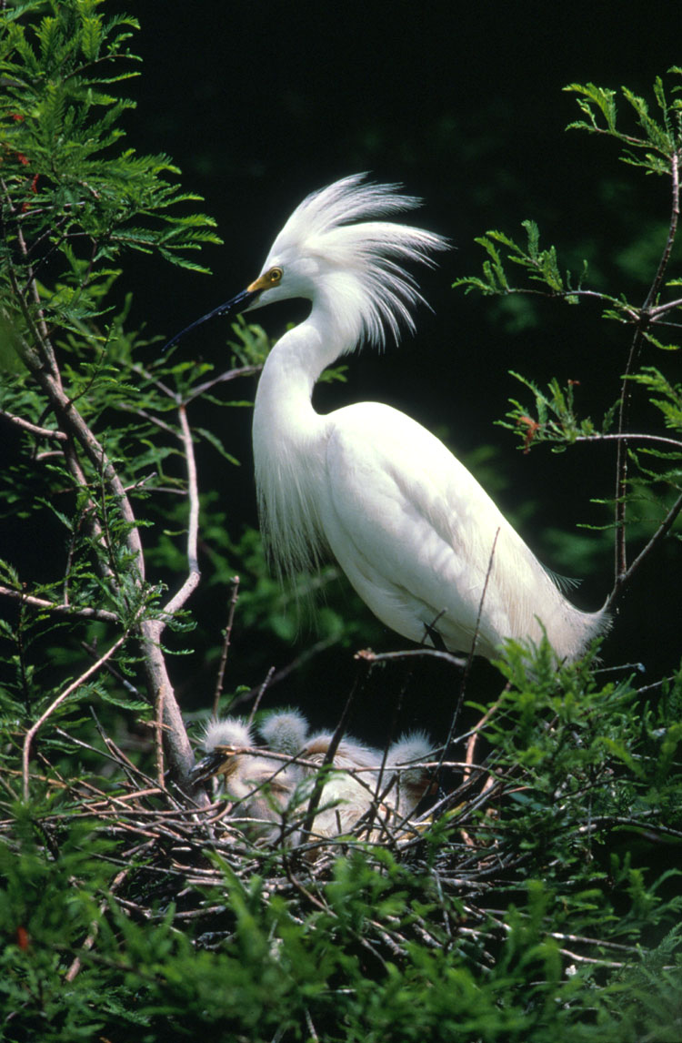 Snowy egret