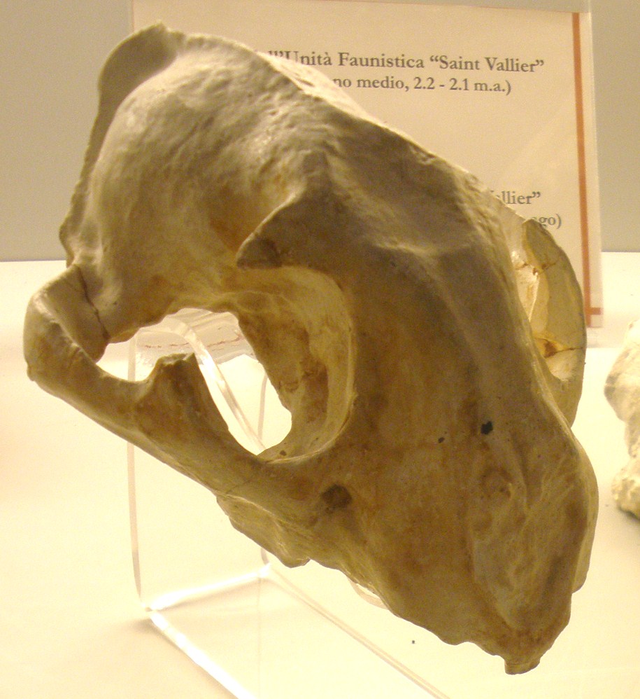 Cranium of Puma pardoides