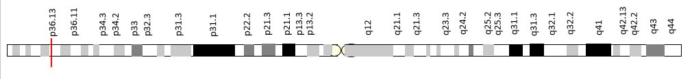 A diagram depicting the location of FAM231B on human chromosome 1. A diagram depicting the location of FAM231B on human chromosome 1.
