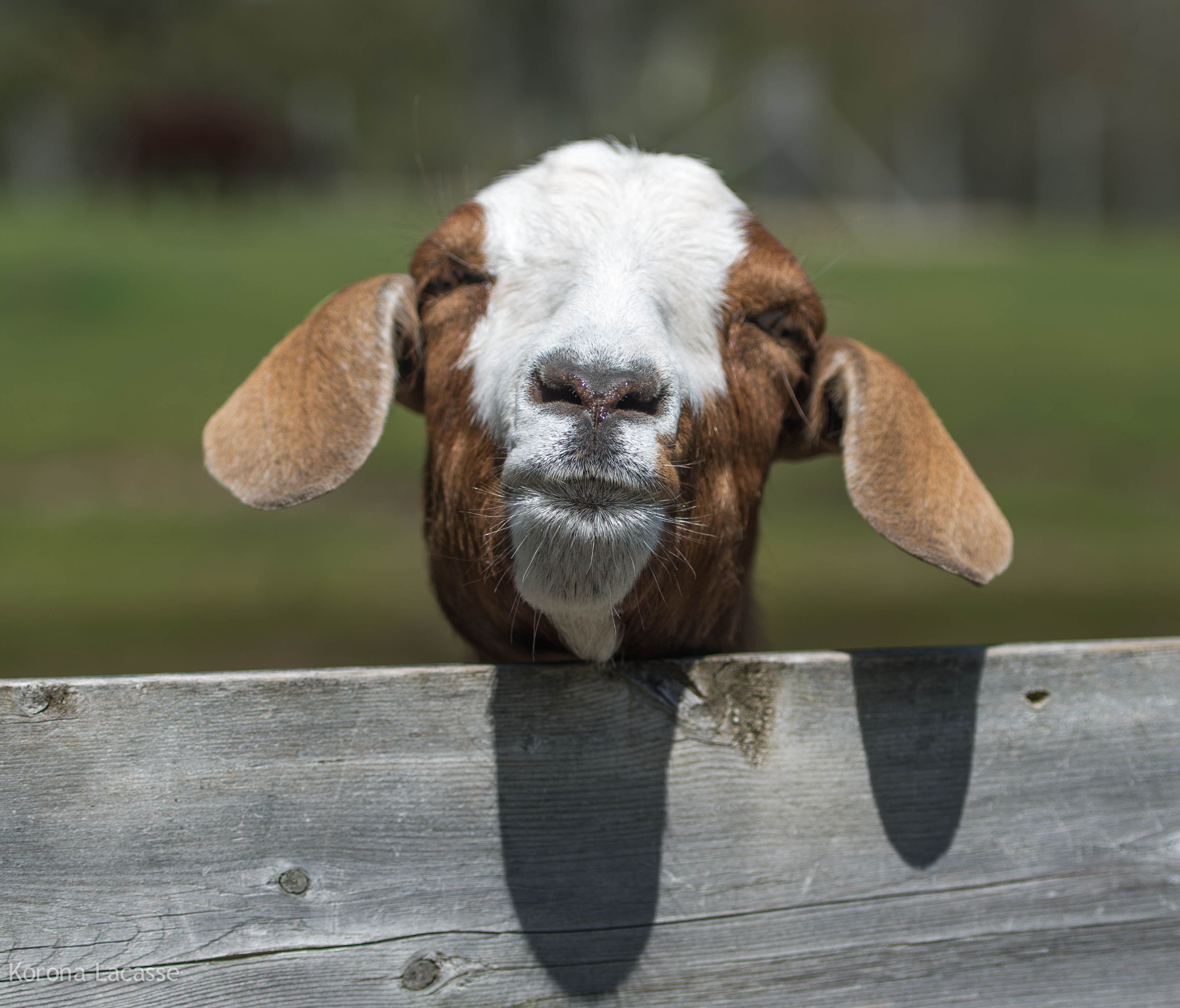 Boer_Goat_(8742860752).jpg