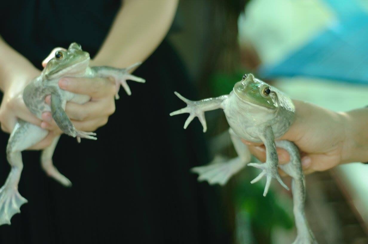 Frog Farming, Huai Hong Khrai Royal Development Study Centre Frog Farming, Huai Hong Khrai Royal Development Study Centre