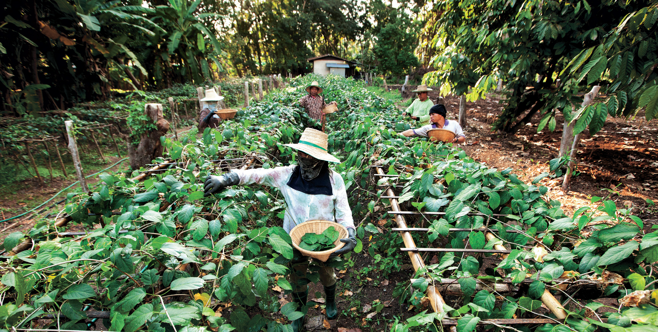 Chiang Da Herb, HHK