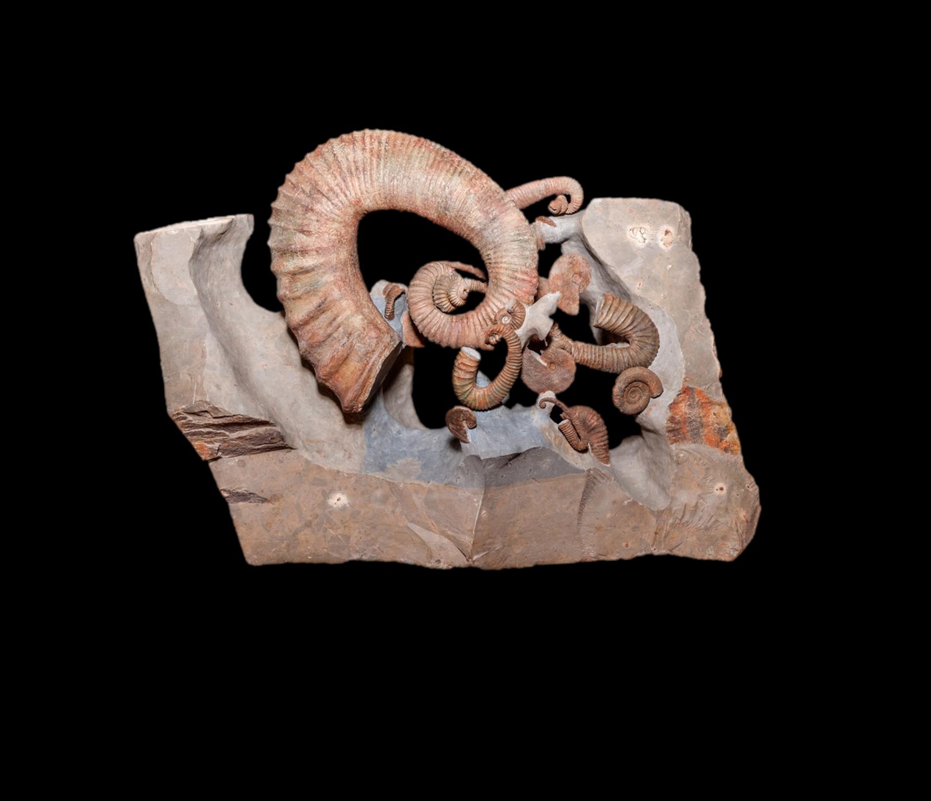Barremian heteromorph ammonites from the south east of France