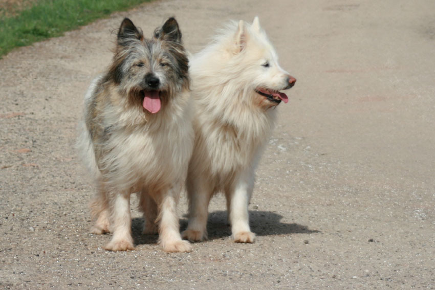 2 Great Elo wirehaired tri-color and cream-color|254px 2 Great Elo wirehaired tri-color and cream-color|254px