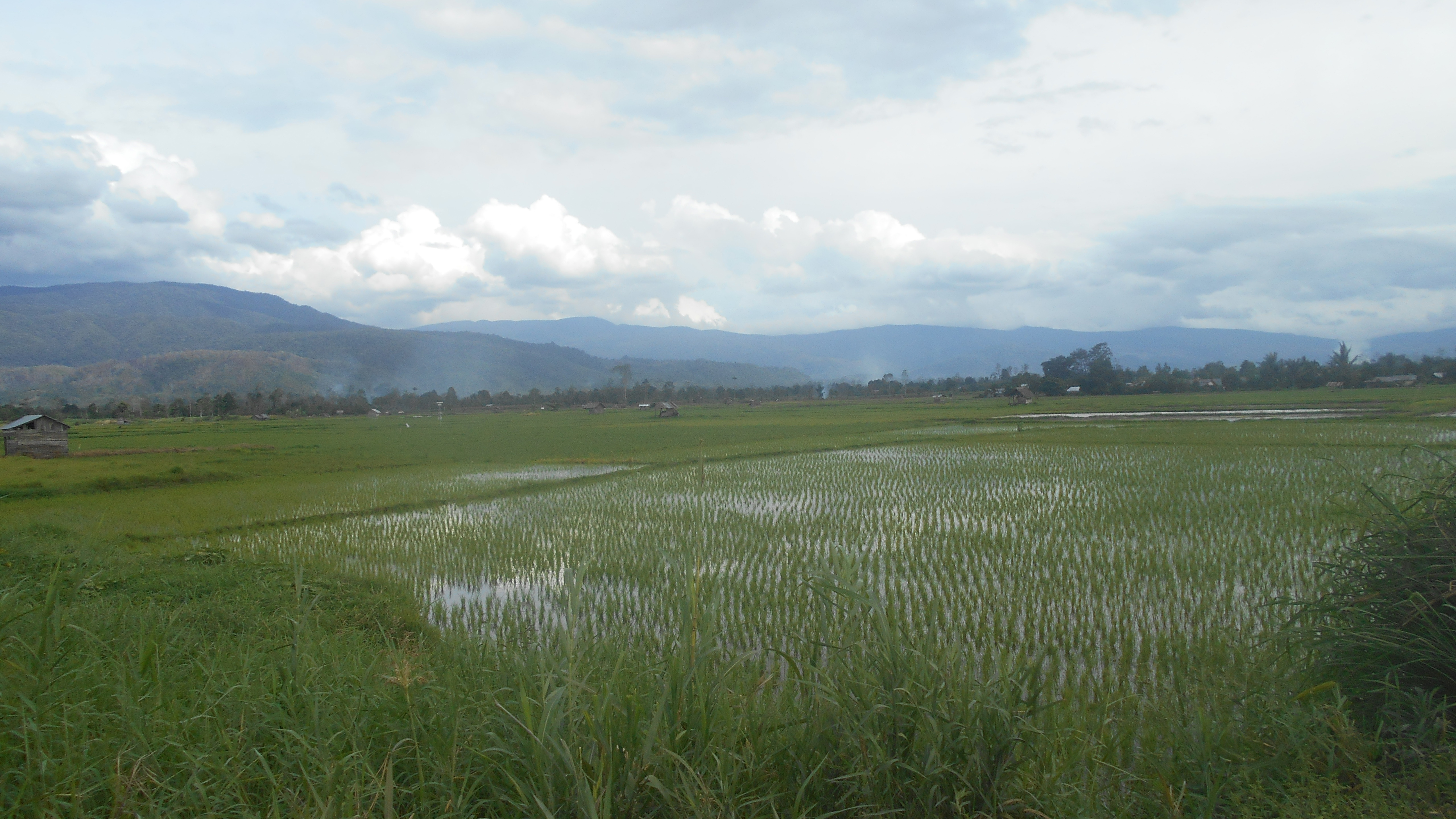 Rice fields in Wuasa village in the Napu Valley, where the Napu people live.