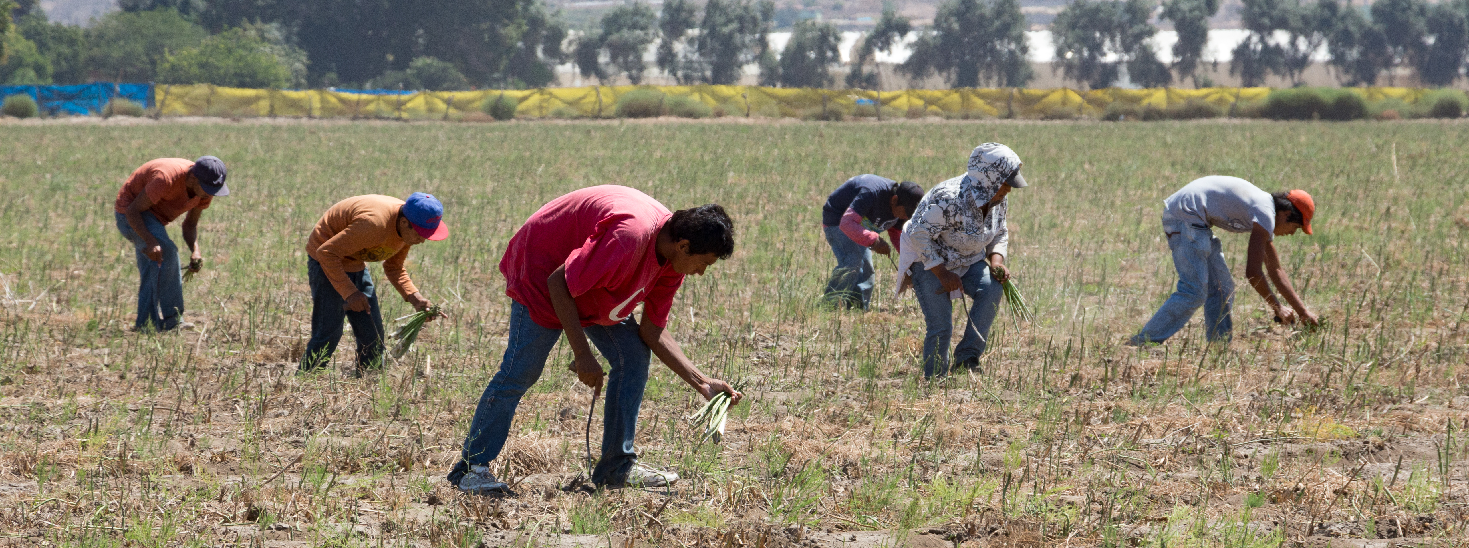 Mexican farm laborers harvesting asparagus. 