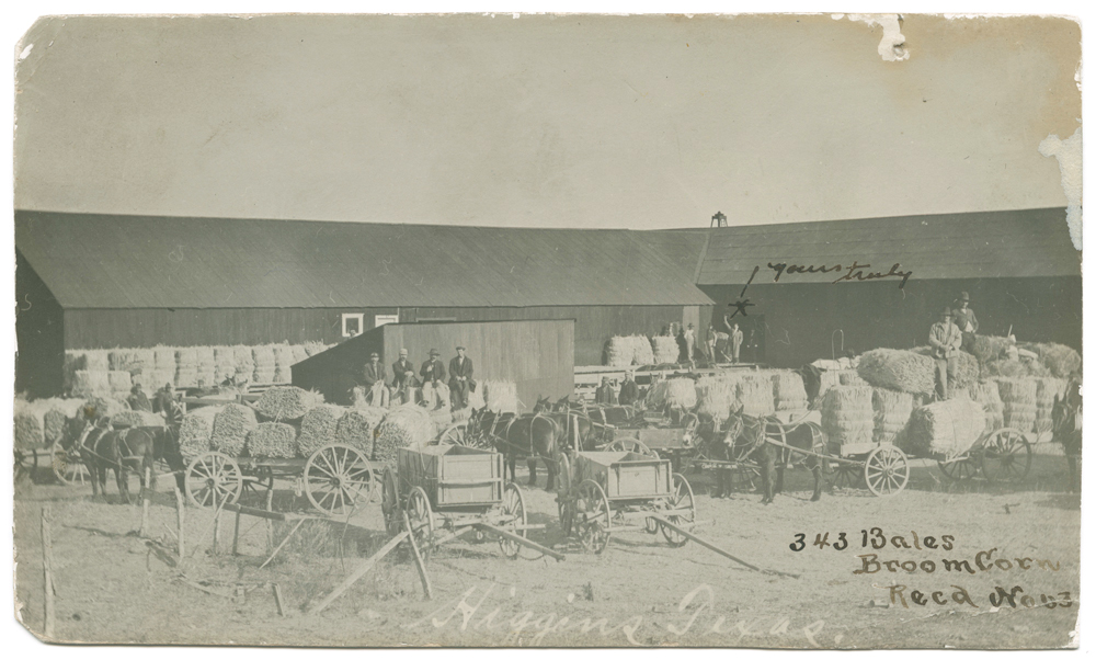 A Broomcorn harvest in 1907.