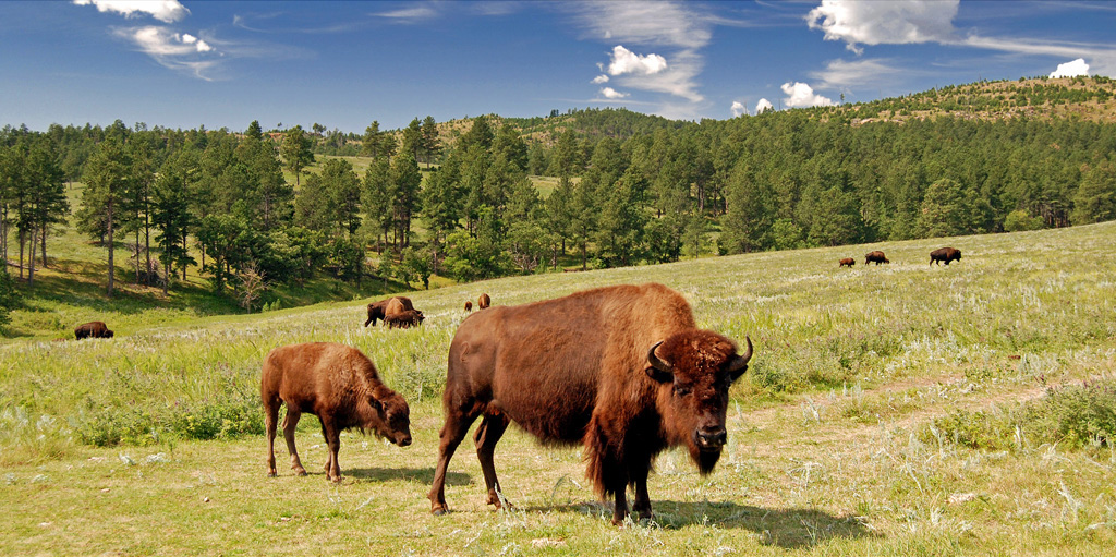Big Medicine, a partly albino American Bison