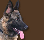 The GSDRT's logo, a picture of Yani.