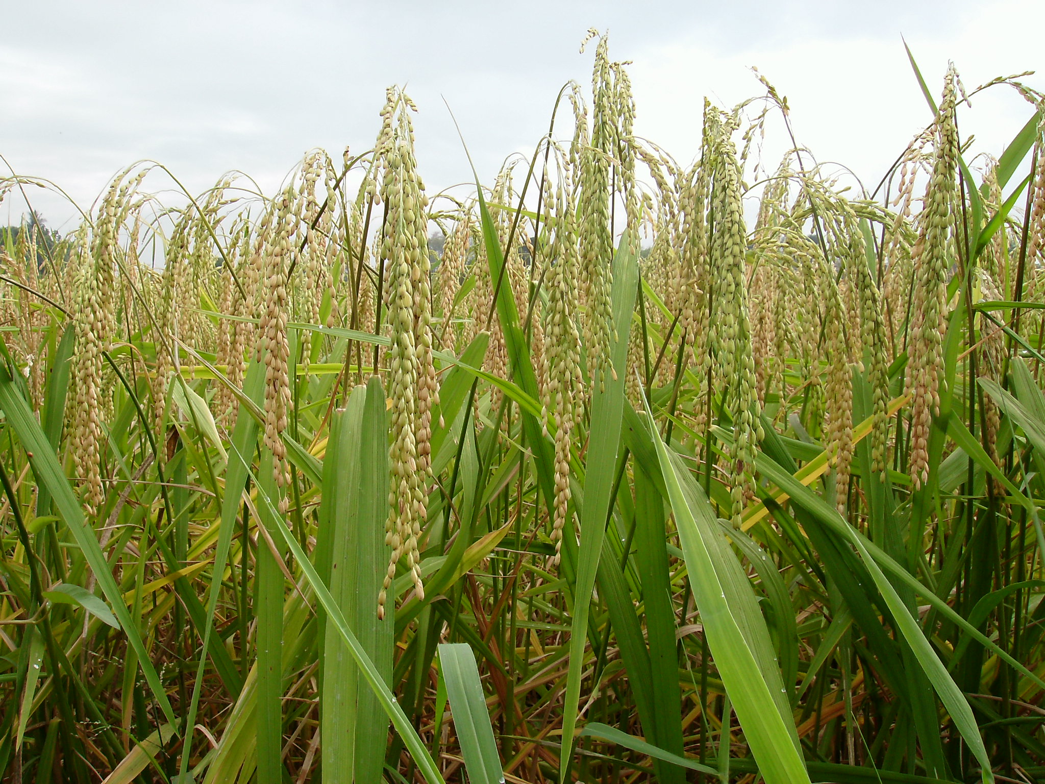Rice fields