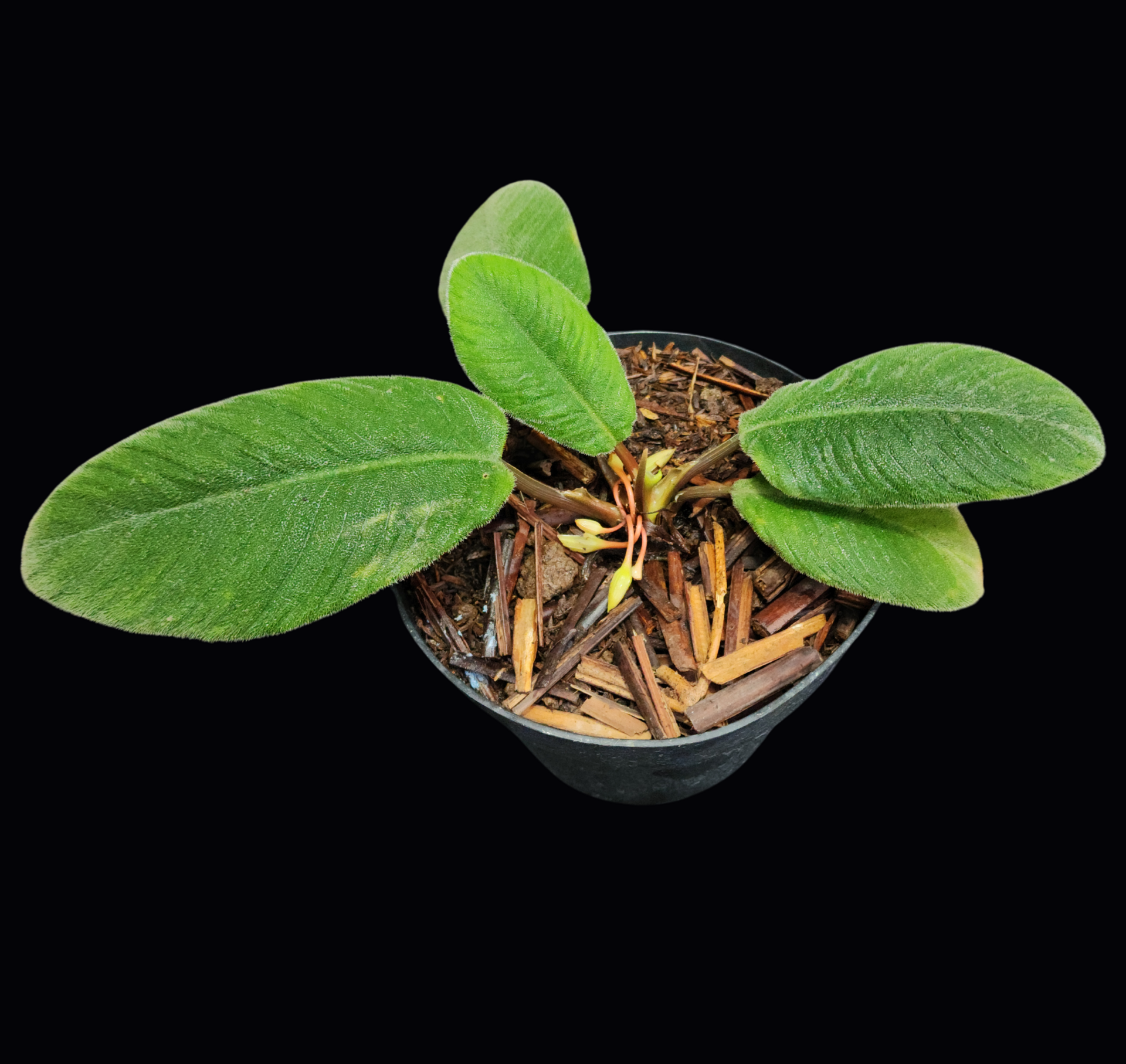 Homalomena lingua-felis
