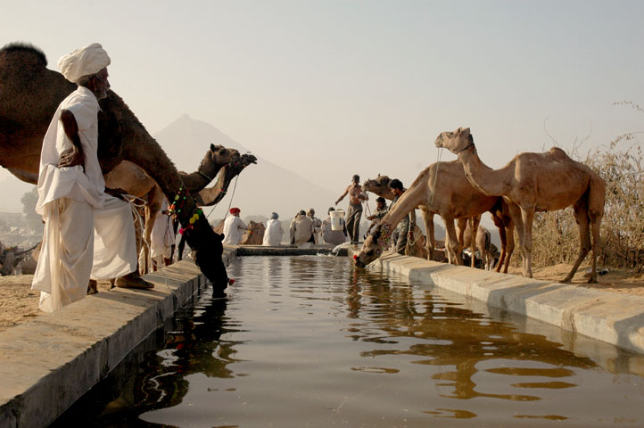 View of an animal fair held in the state