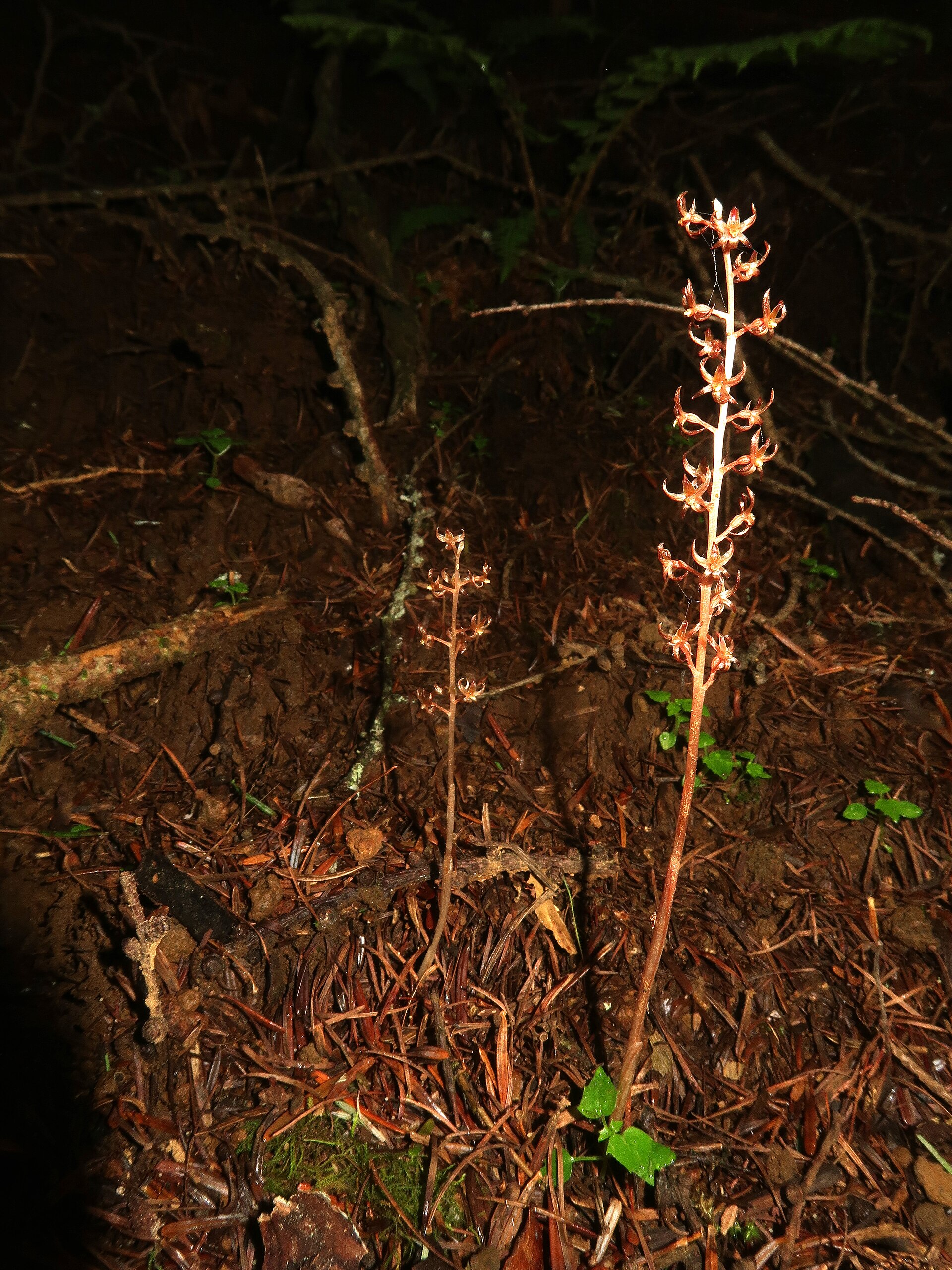 Neottia acuminata