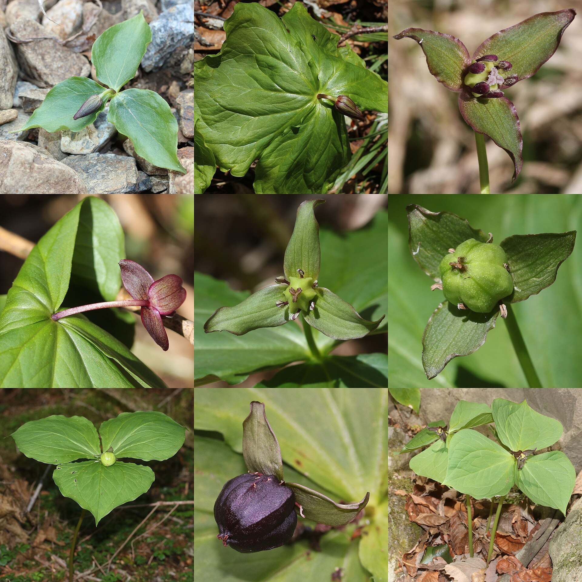 Trillium smallii
