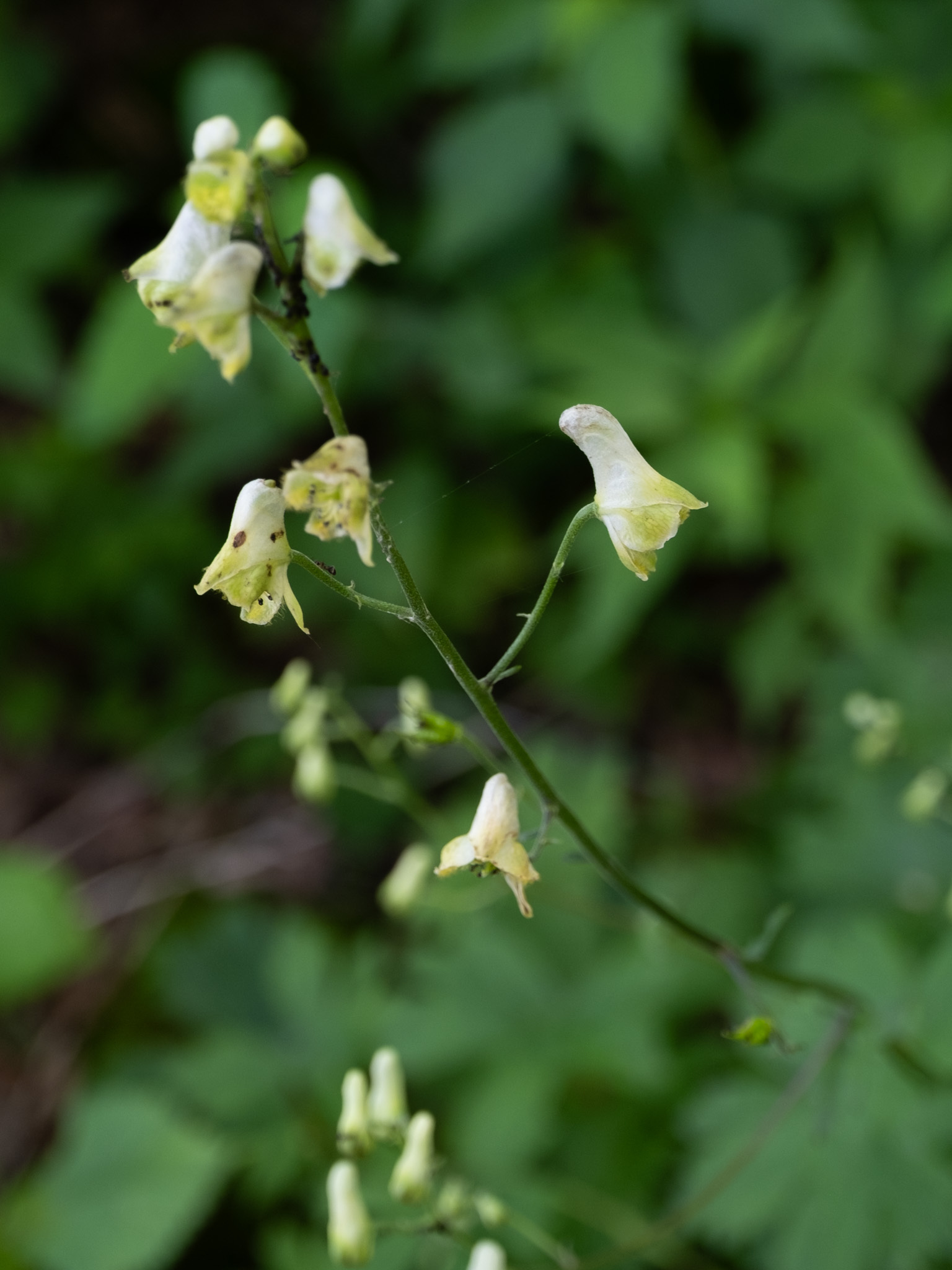 Aconitum reclinatum