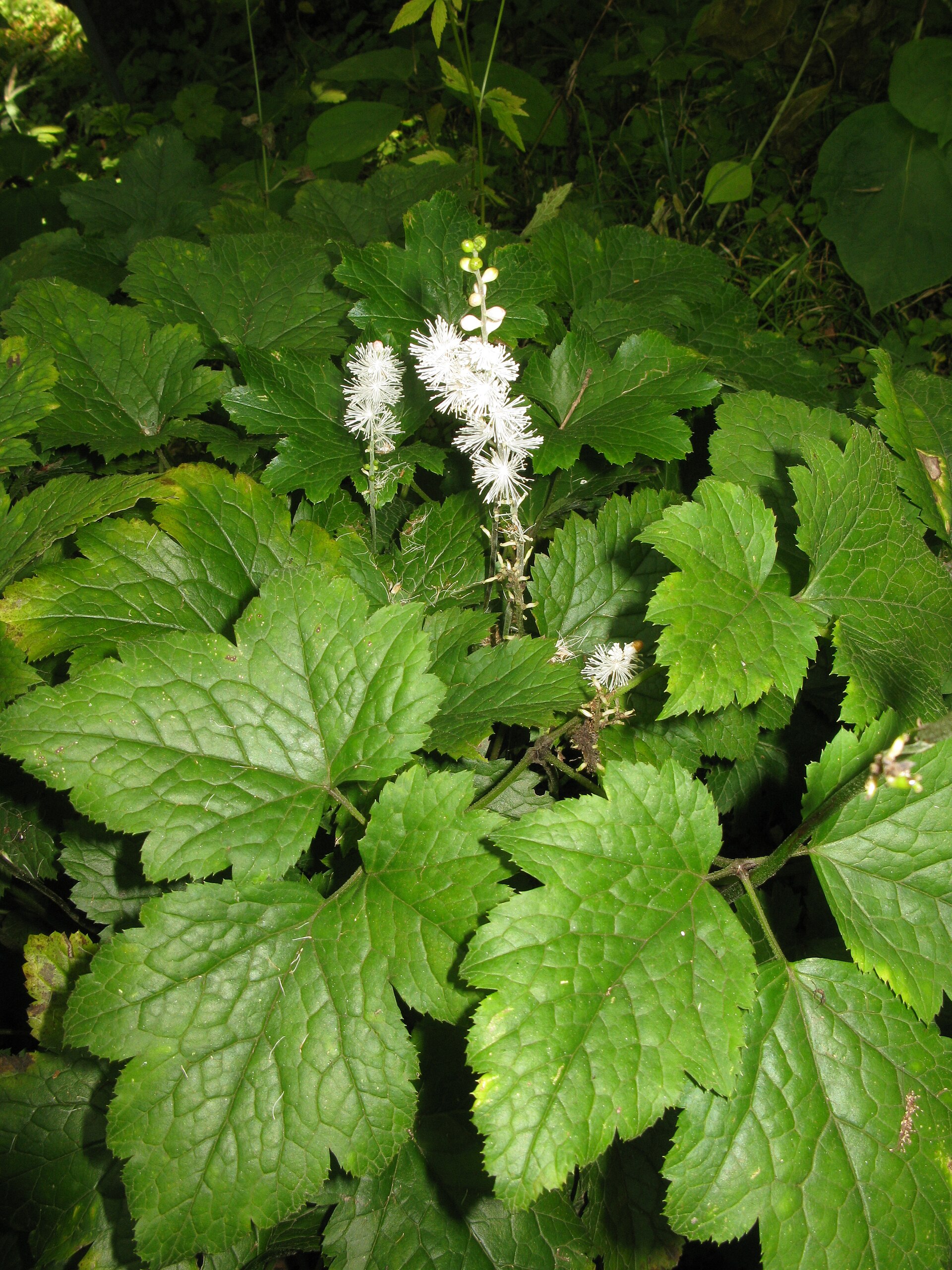 Actaea biternata