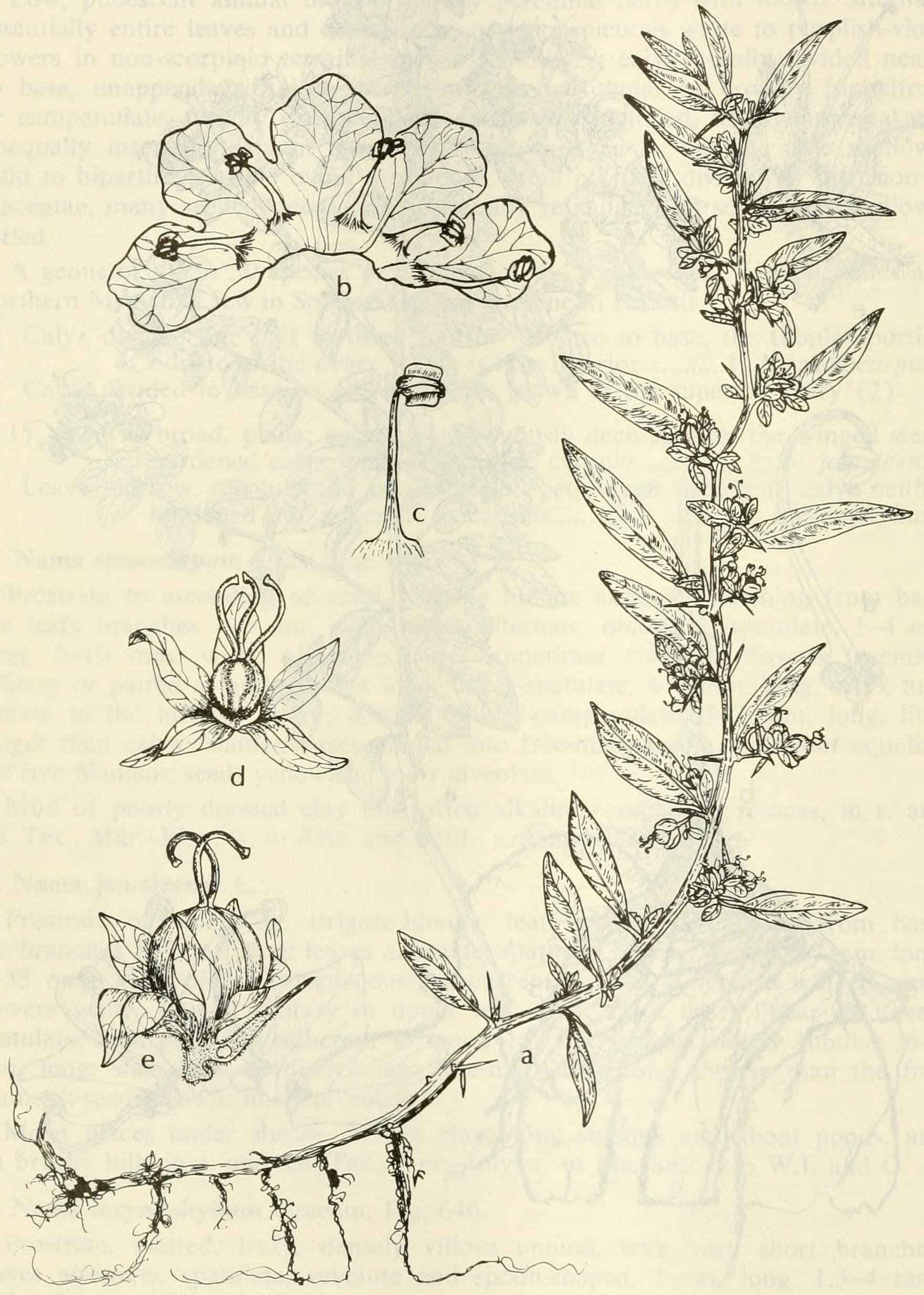 Hydrolea uniflora