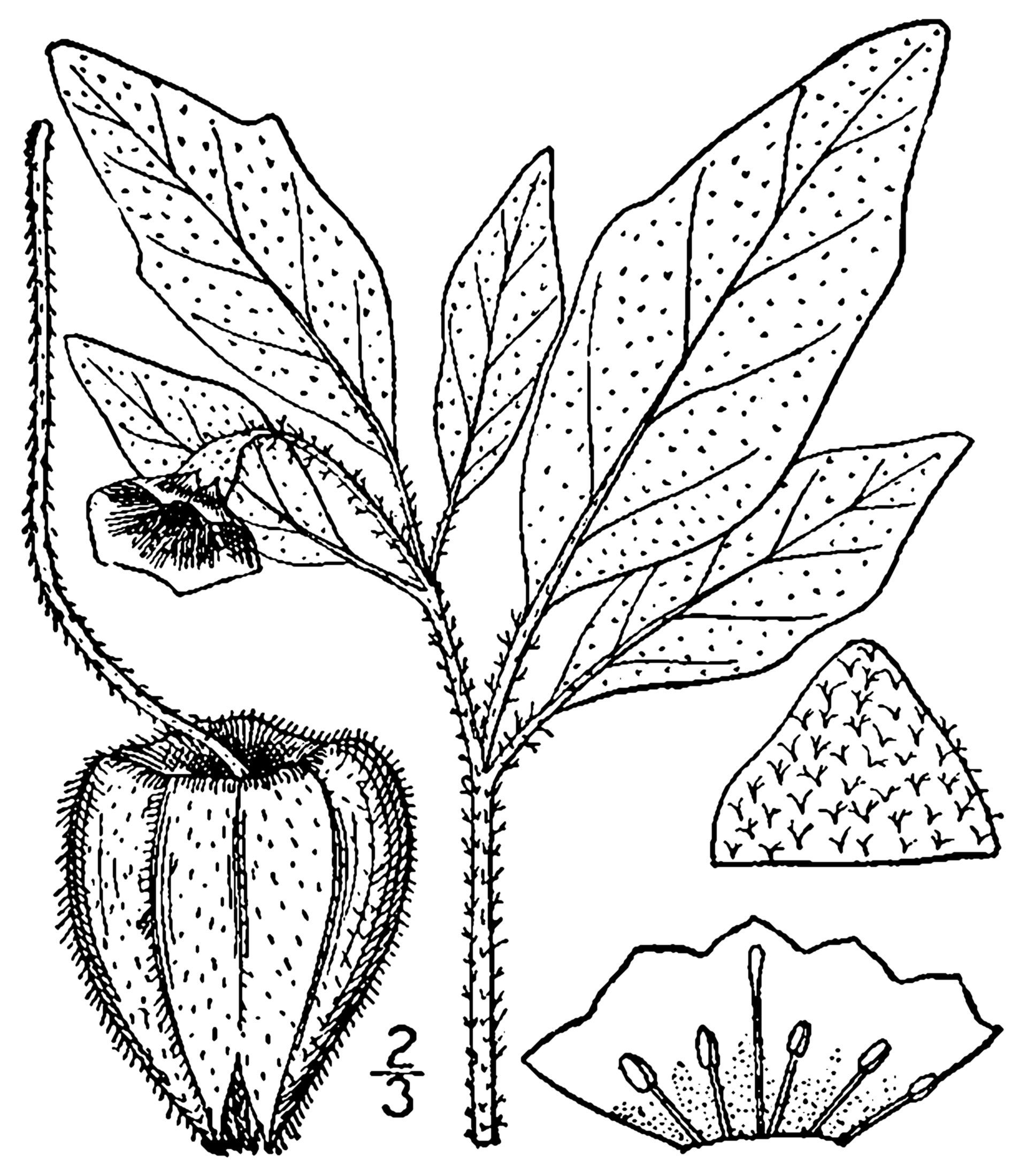 Physalis pumila