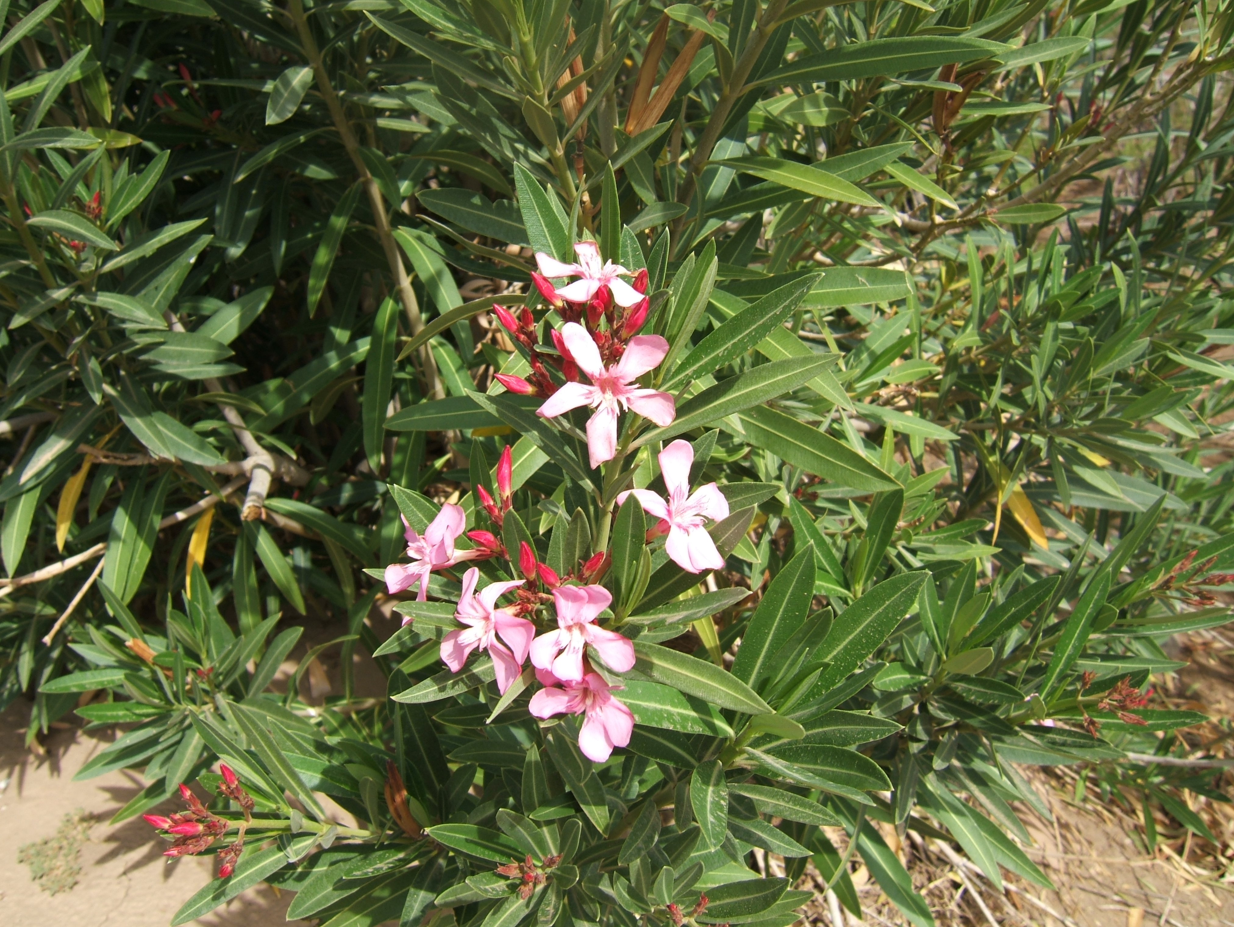 Oleander shrub