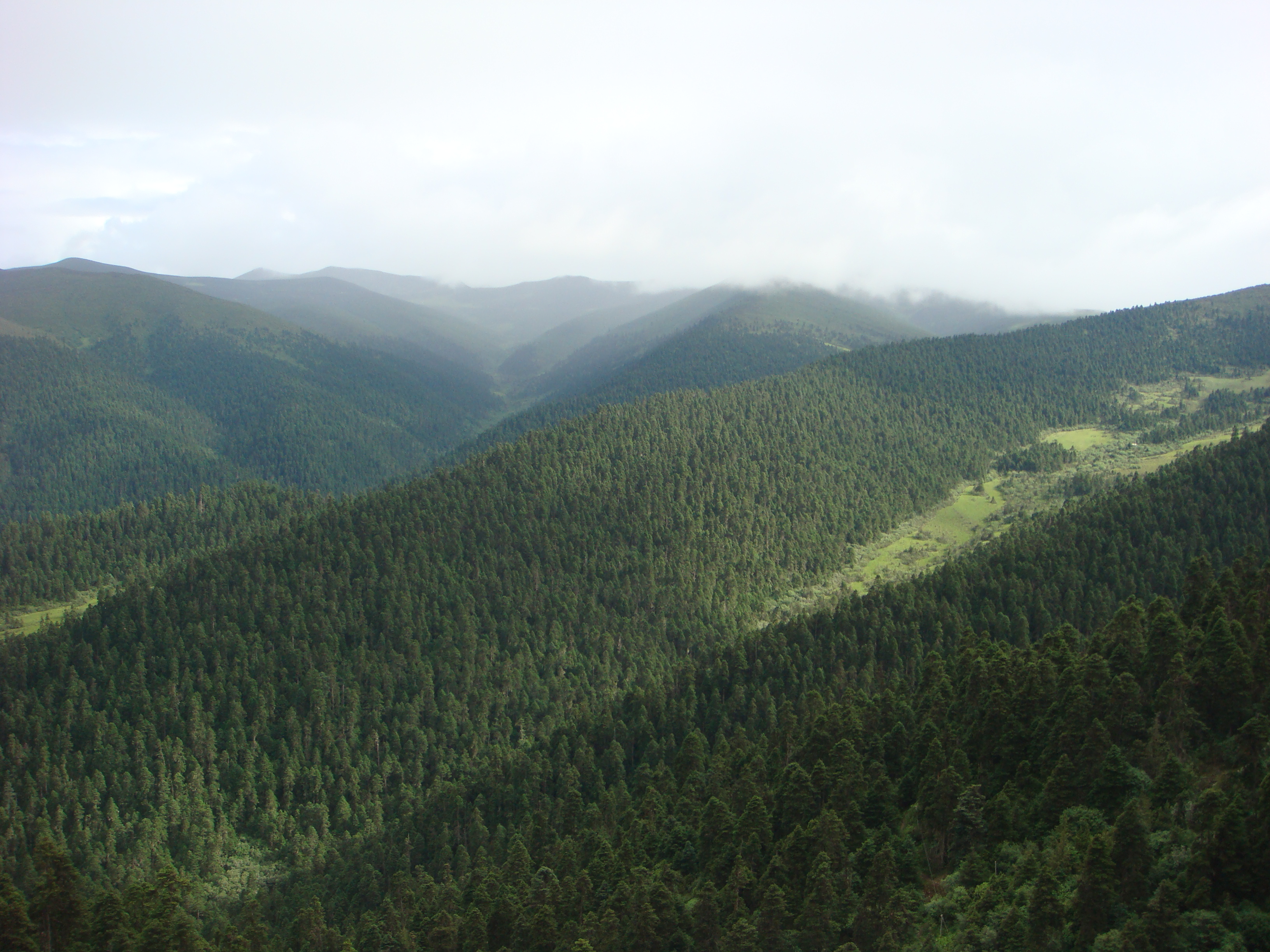 Lulang Forest Sea