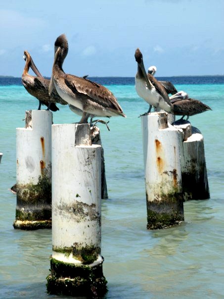 Brown pelican (Pelecanus occidentalis)