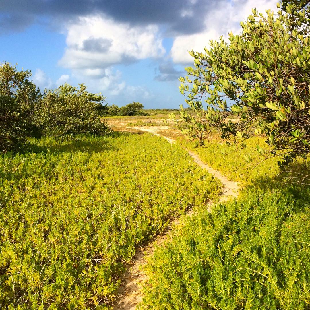 Agustín Island, Los Roques