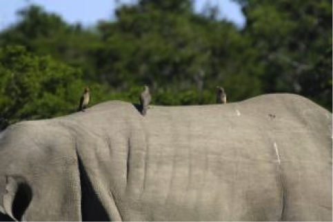 Rhino