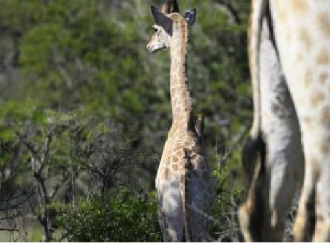 Giraffe