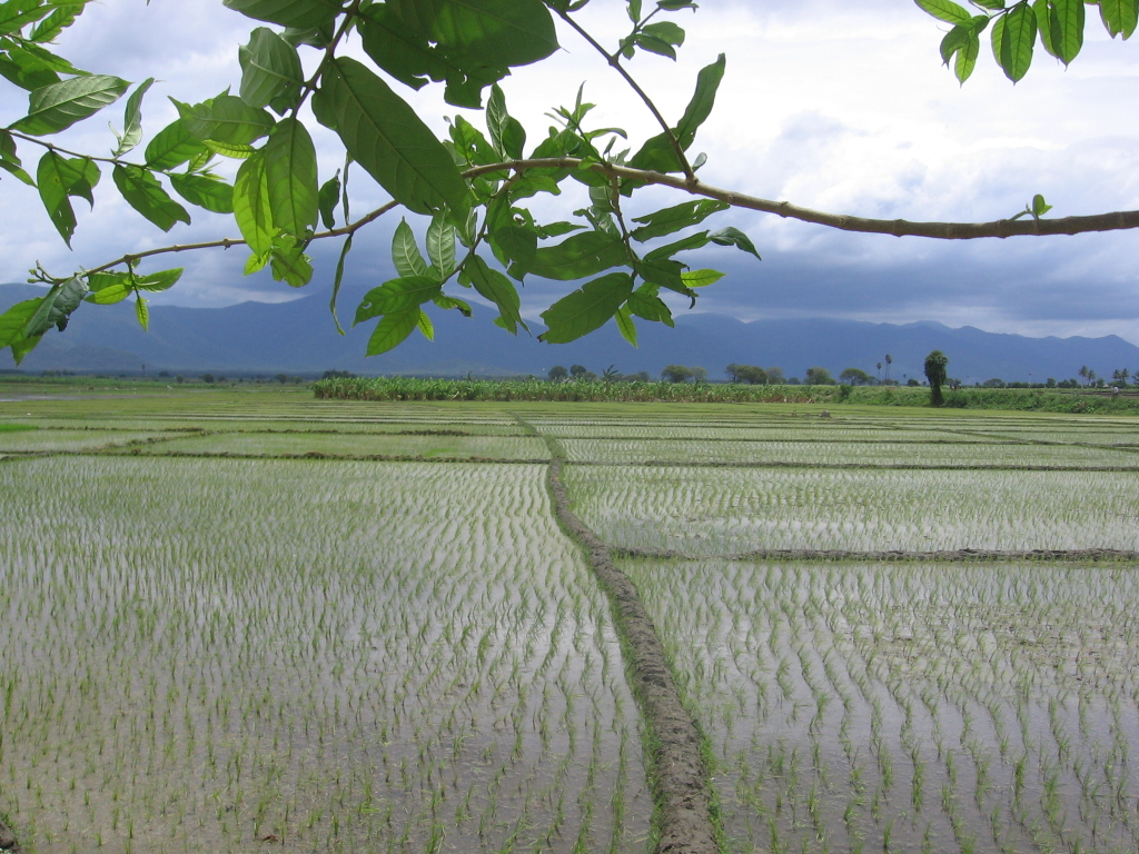 Gobichettipalayam paddy fields Gobichettipalayam paddy fields