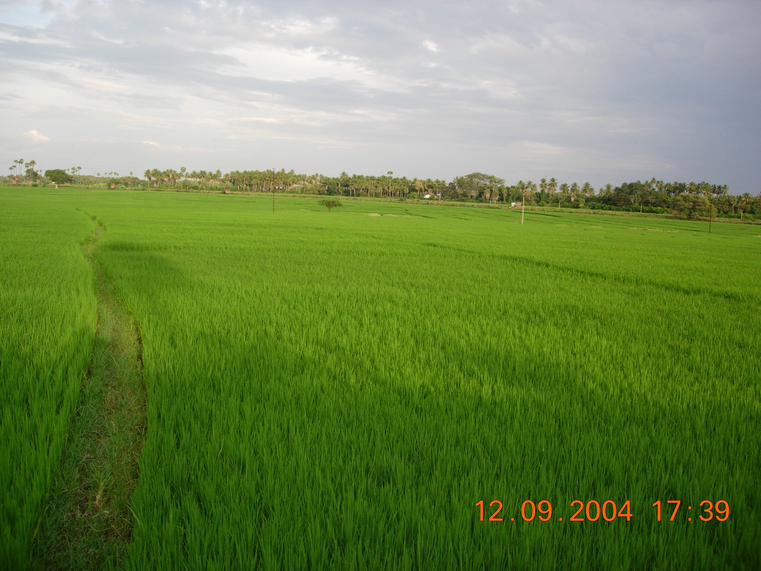 Gobichettipalayam Paddy Fields Gobichettipalayam Paddy Fields
