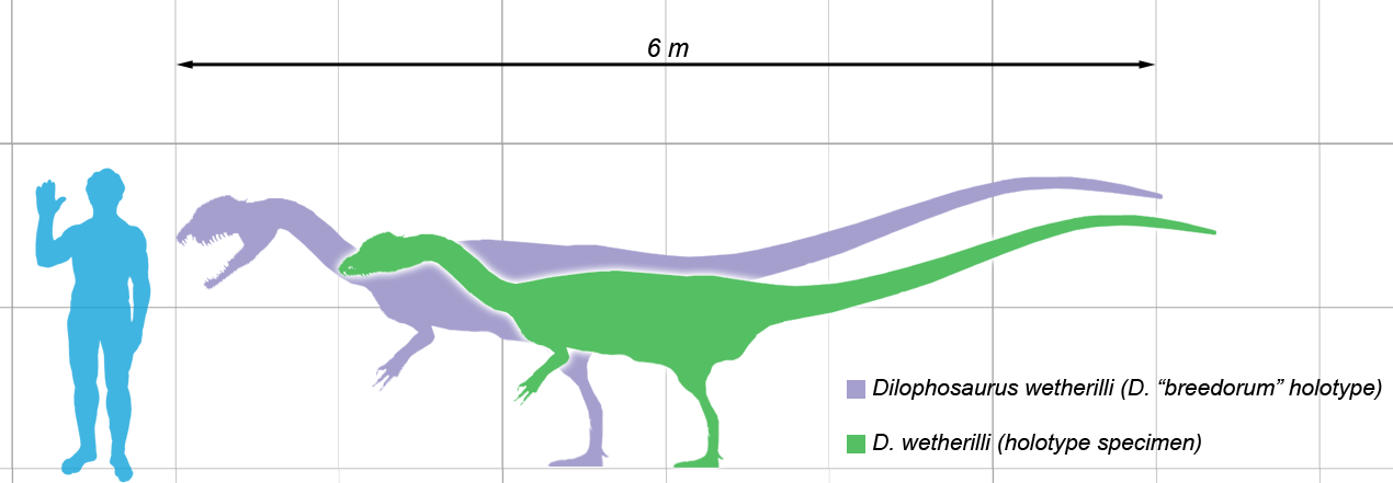 Size comparison of Dilophosaurus and a human