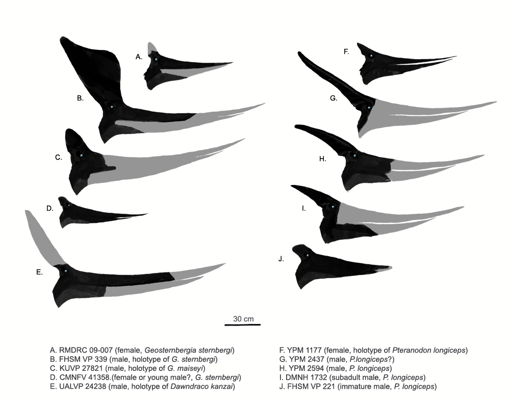 Variation in the crest of Pteranodon (right), which is not reflected in the movies