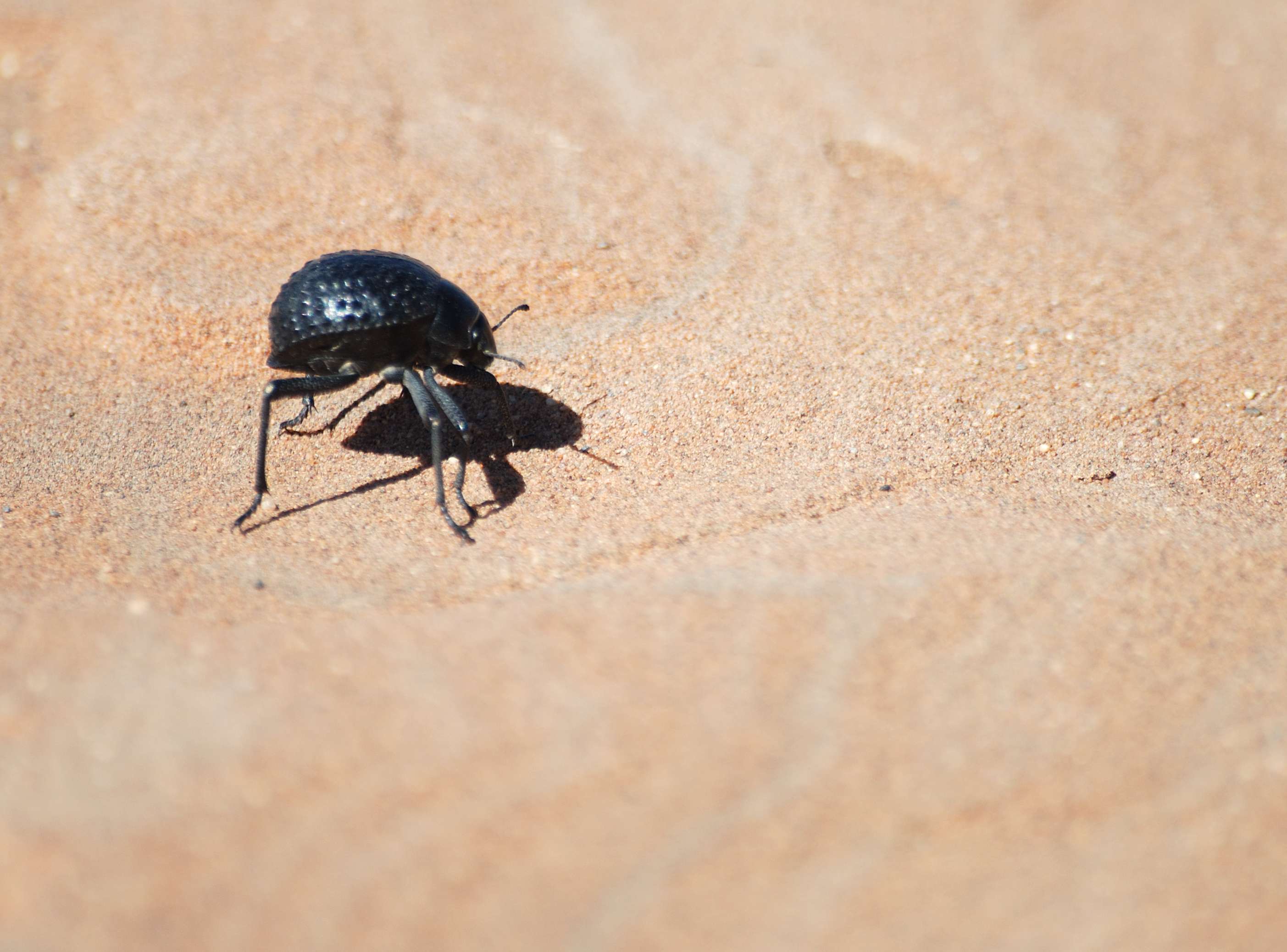 Namib desert beetle