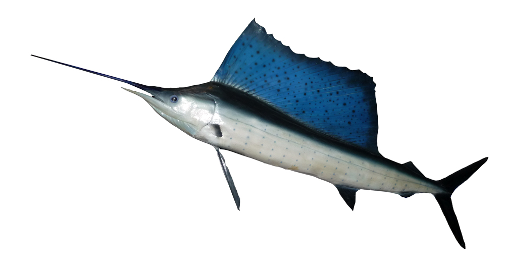 Istiophorus_platypterus.jpg