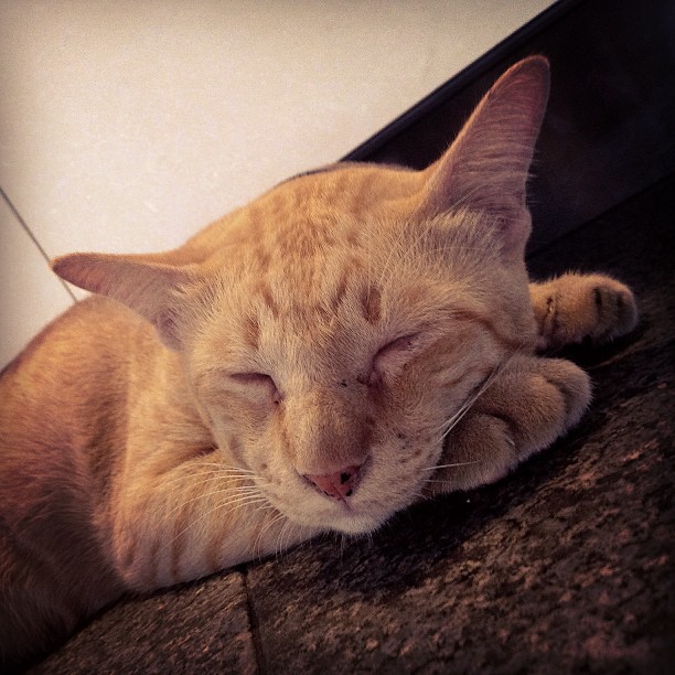 Asoke Cat in 2013